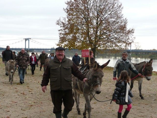 Telethon 2013 (7).jpg
